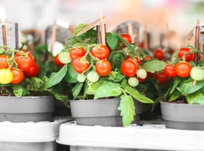 vegetables in pots