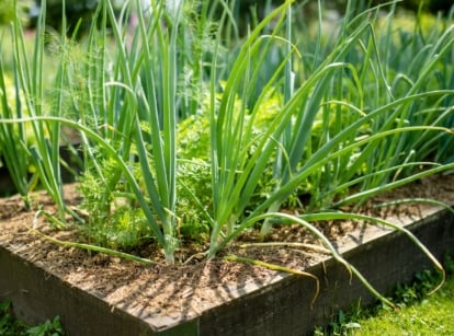 vegetables raised beds.Close-up of a wooden raised bed with onion and carrot plants growing.