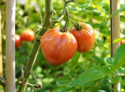 vegetables to plant in May. Close-up of ripe tomatoes growing in a sunny garden. The fruits are medium-sized, oval in shape, with a thin, glossy orange-red skin.