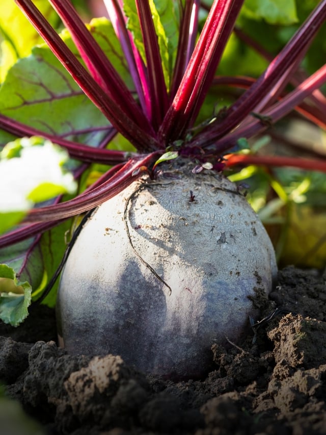 15 Vegetables to Start Seeding in February