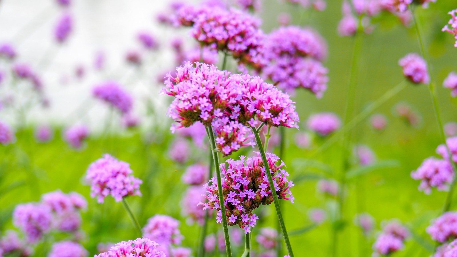 Clusters of purple verbena flowers against a blurred backdrop of more blossoms, adding a burst of color to the scene with their delicate petals and lush green stems.