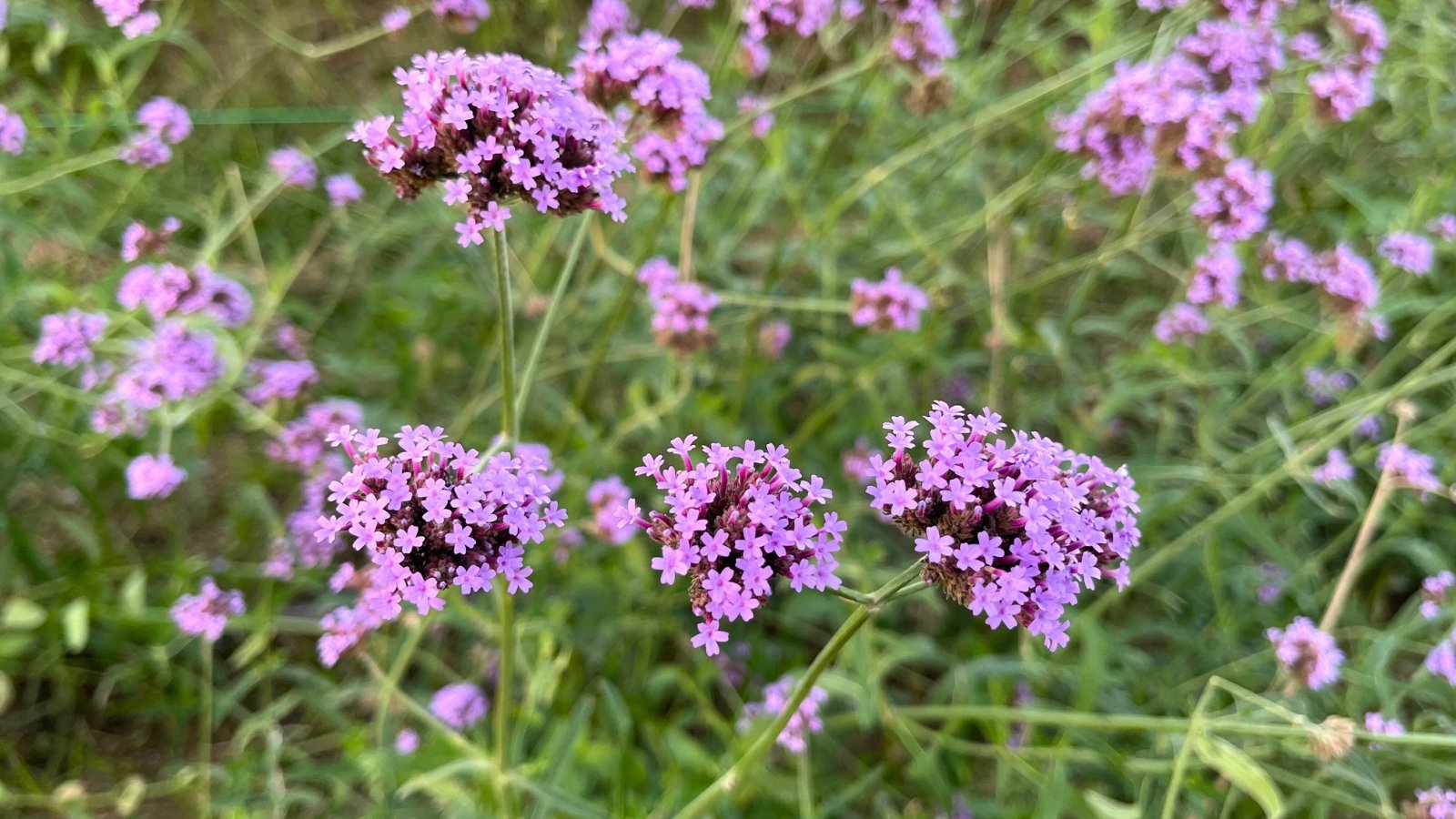 Verbena presents wiry stems and toothed leaves, adorned with clusters of small, fragrant flowers in shades of purple.
