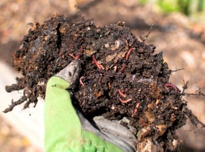 Close-up of a gardener's hand holding a handful of wet compost with red wigglers in front of a raised garden bed. Red wigglers are small, slender earthworms commonly used in vermicomposting systems.