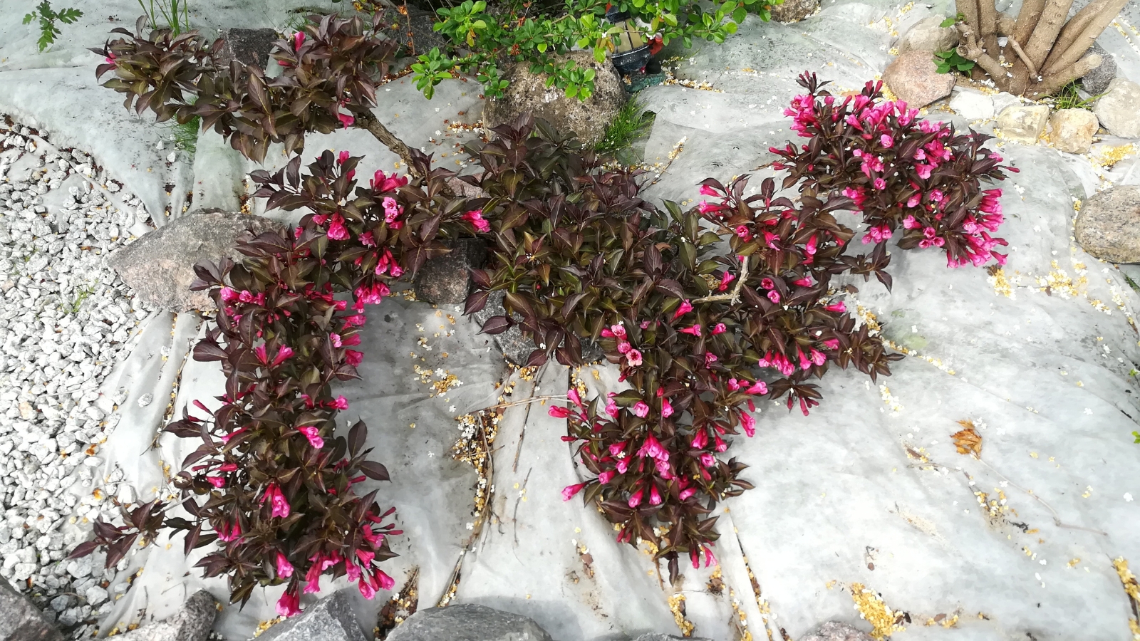  A 'Wine and Roses' weigela shrub displays pink flowers contrasting against brown leaves, set against a backdrop of white weed control fabric covering the ground.