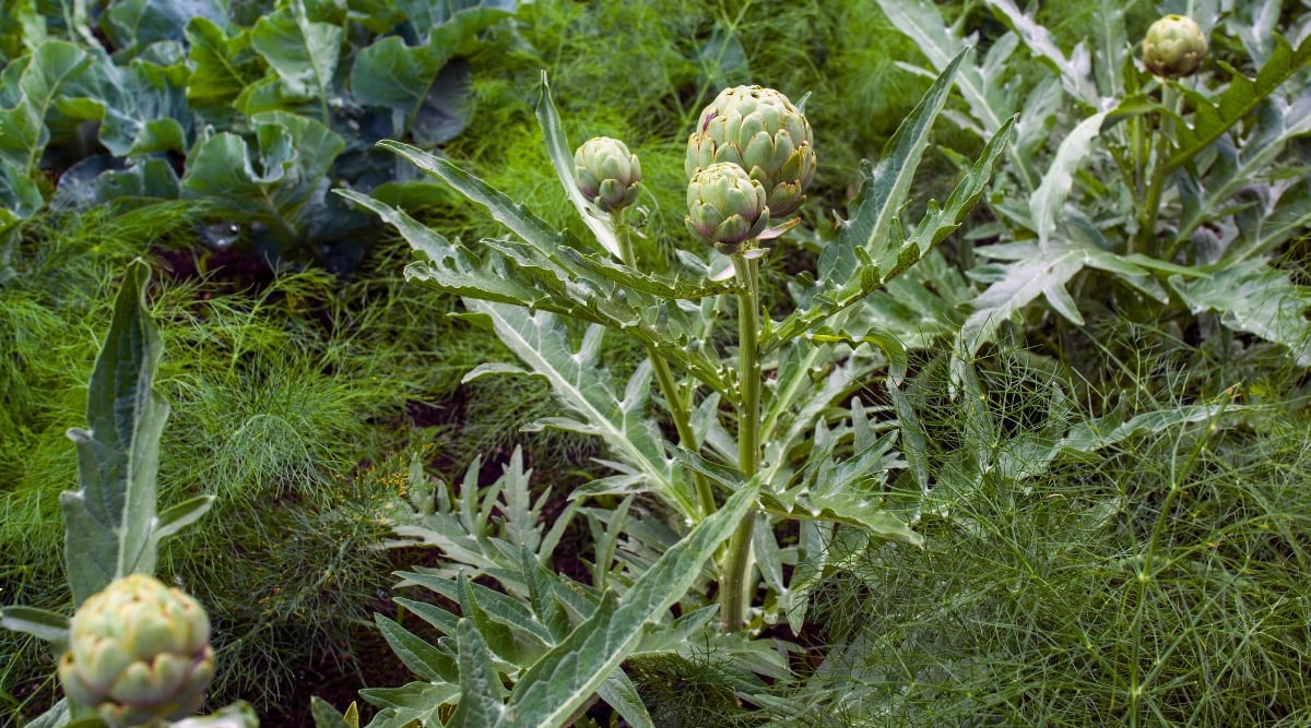 Green artichokes, displaying their unique structure, stand tall on thick stems. Their large, elongated leaves create an intricate texture. Among the artichokes, delicate and feathery leaves add a touch of elegance to the arrangement. 