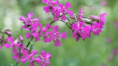 Vivid purple sticky catchfly flowers, close-up, stand out against a soft, blurred backdrop of lush greenery, creating a striking contrast and highlighting the delicate details of the petals.