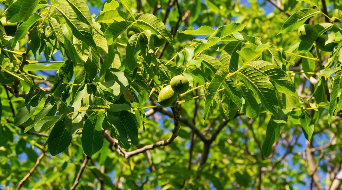 Close-up of growing Walnuts on a tree, in a sunny garden, against a blue sky. Walnuts is a large deciduous tree with a beautiful spreading canopy. Walnut leaves are pinnate, that is, they consist of several leaflets located along the central stem. The leaves have a serrated edge and a glossy green color. The fruits are rounded, covered with a green outer shell.