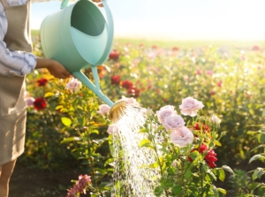 water roses. Close-up of a female gardener in a striped white shirt and beige apron watering bushes of blooming roses from a blue watering can in a sunny garden. The rose bushes bloom with delicate pastel lilac and rich red flowers with double petals in the shape of a classic rose.