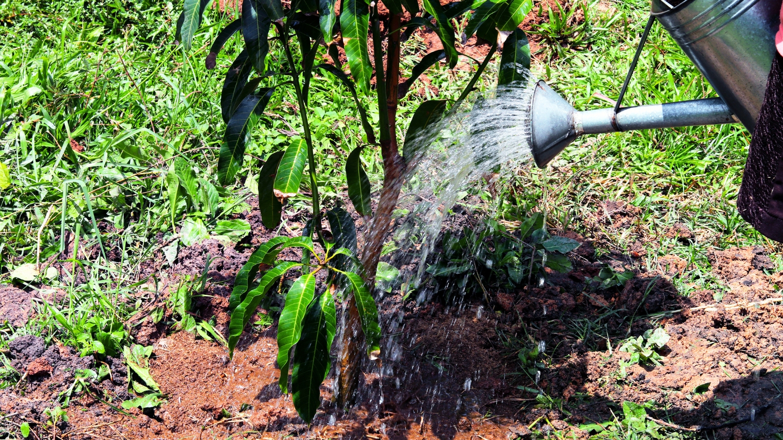 Close-up of a gardener watering a young mango tree with a large metallic watering can, the tree displaying vibrant, lanceolate leaves with a glossy, dark green hue that deepens toward the center vein, exhibiting a smooth texture and a slight waxy sheen.