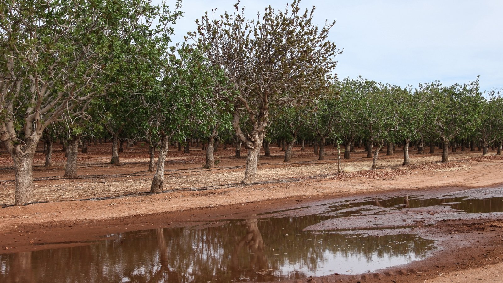 Rows of mature pistachio trees with a large puddle of irrigated water in front of the trees.