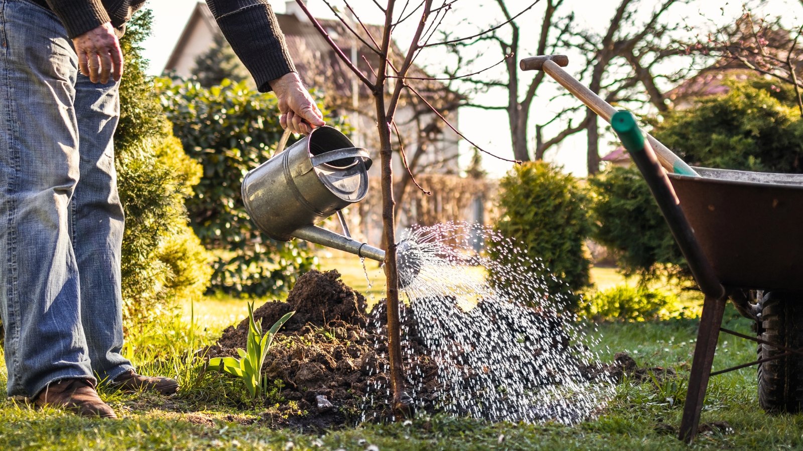 Close-up of a gardener dressed in jeans and a brown sweater watering a young, freshly planted fruit tree with a large metal watering can in a sunny garden.