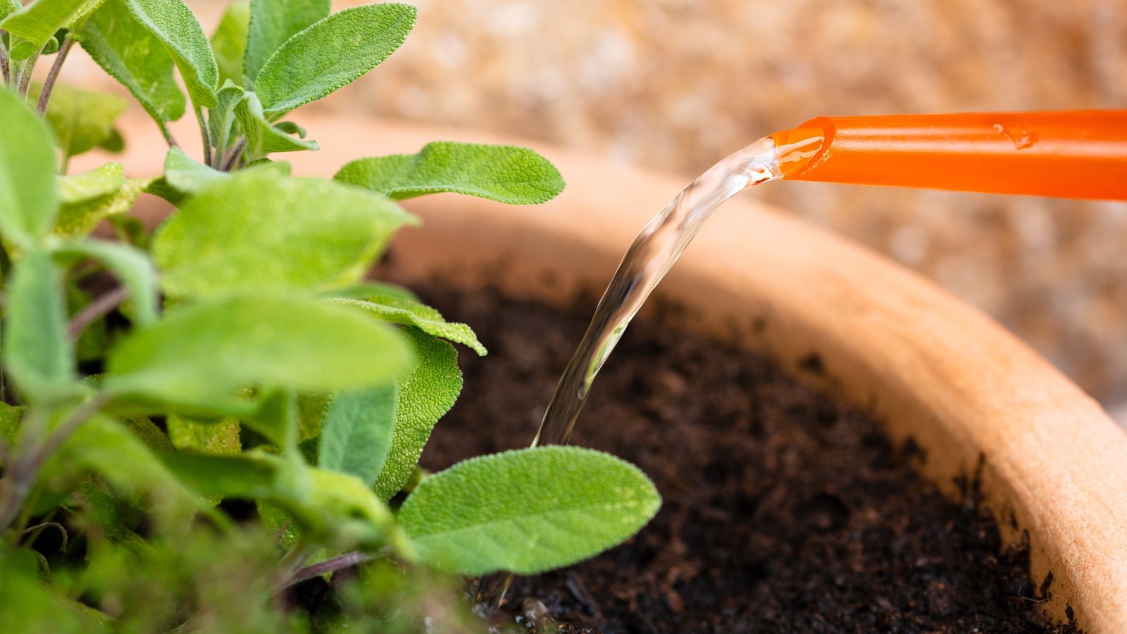 Close-up of watering a salvia in a clay pot with an orange watering can in the garden.