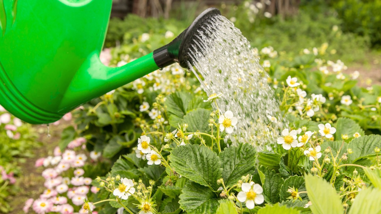 Close-up of watering flowering strawberry bushes in the garden from a large green watering can. Flowering strawberry bushes exhibit dense foliage with vibrant green leaves, clustered near the ground. Delicate white flowers with yellow centers grow among lush foliage.