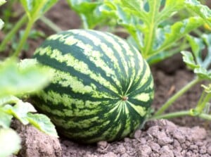 watermelon companion plants