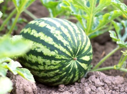 watermelon companion plants