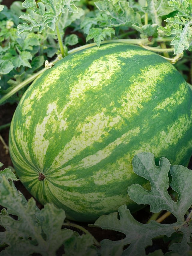 11 Watermelon Varieties You Can Grow This Season