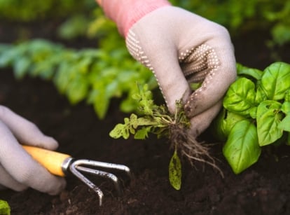 weed removal methods. Close-up of a gardener's hand pulling a weed from a bed of growing basil. The gardener is wearing white gloves and using a small garden rake.