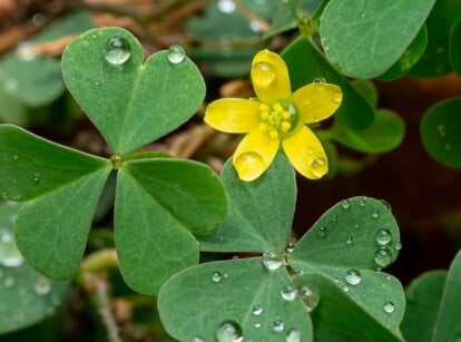 Weed WIth Heart Shaped Leaves and Yellow Flower