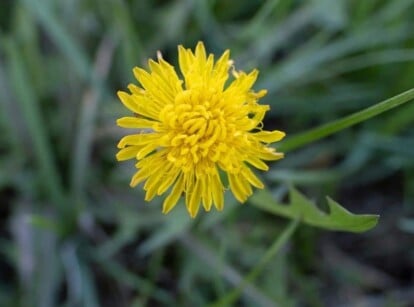 Weed With Yellow Flower