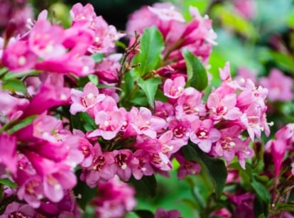 Numerous purple weigela blossoms emerge, nestled among lush green foliage, creating a picturesque garden scene filled with nature's beauty and harmony.