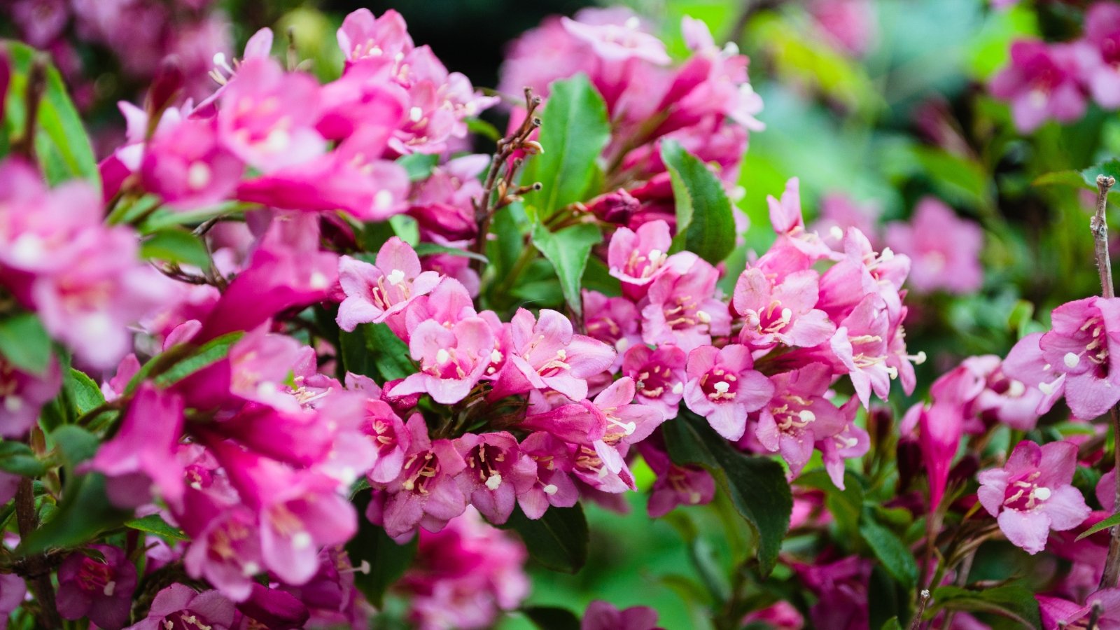 Numerous purple weigela blossoms emerge, nestled among lush green foliage, creating a picturesque garden scene filled with nature's beauty and harmony.