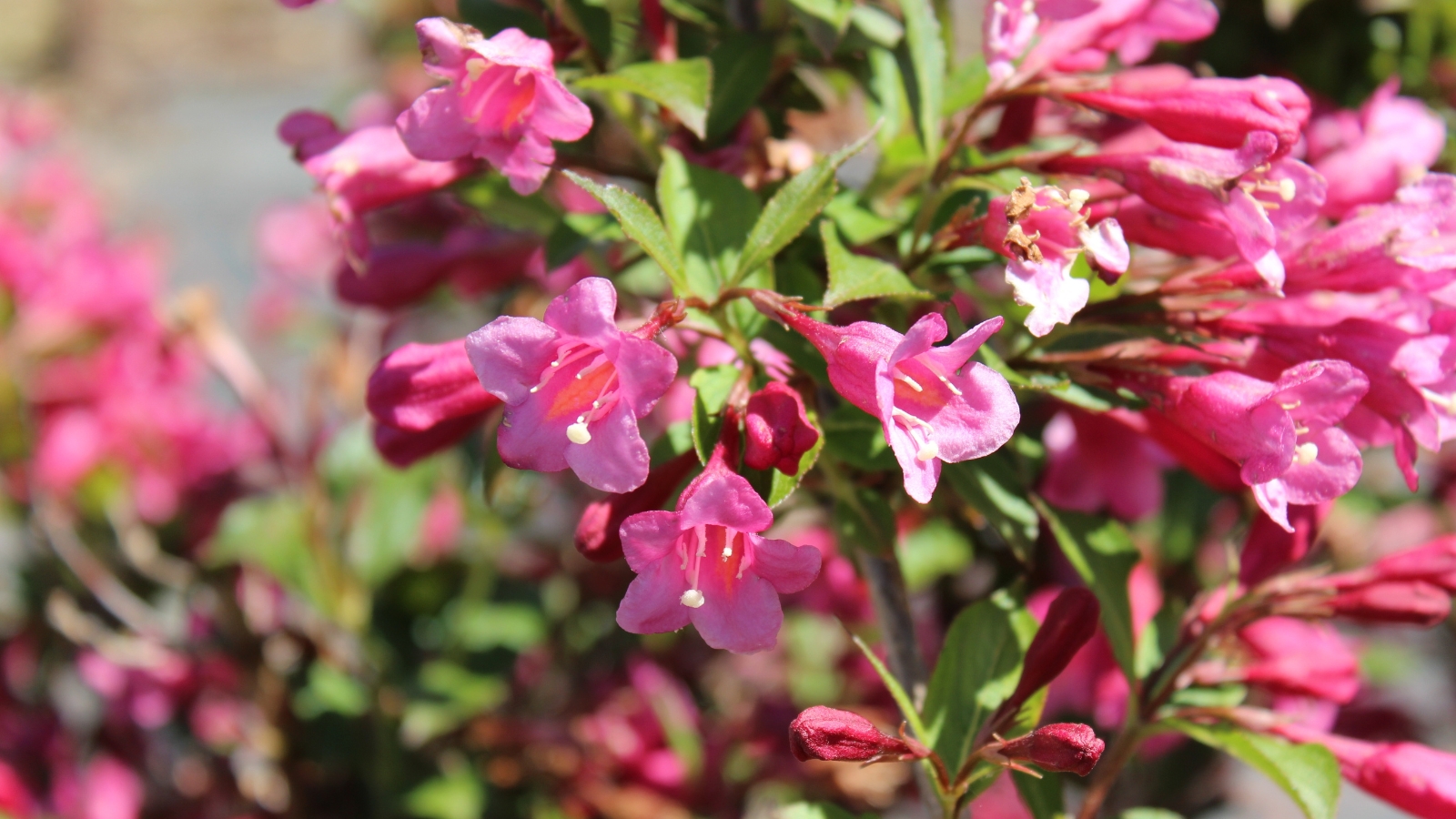 Sunlight illuminates pink 'Minuet' weigela flowers, their delicate petals unfurling gracefully, basking in the warmth of the day, a vibrant display of nature's beauty captured in a single moment.