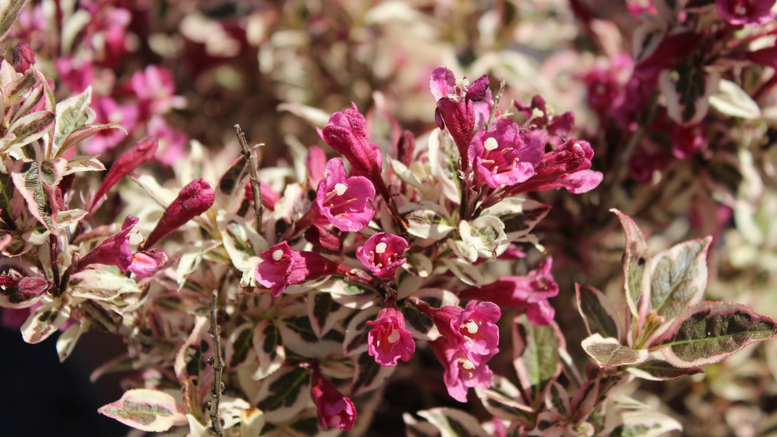 A 'My Monet Purple Effect' weigela shrub bathes in sunlight, flaunting its pink blooms and variegated foliage, creating a picturesque display of nature's artistry.
