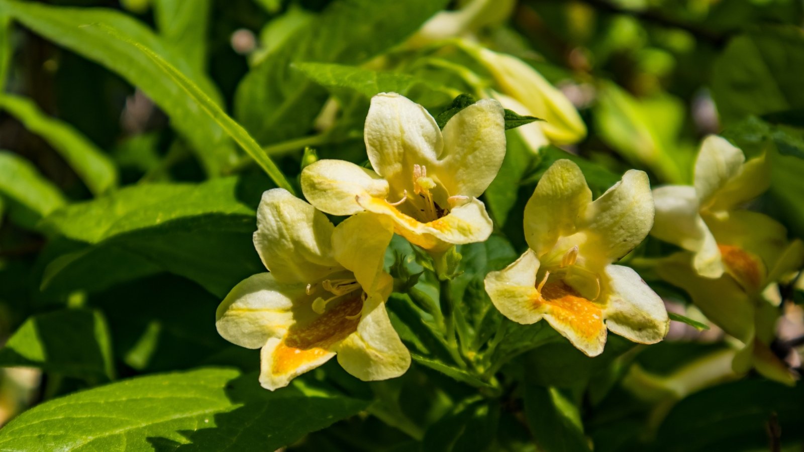 Bright yellow 'Lemon Ice' weigela flowers gleam in the sunlight, with lush green leaves serving as a backdrop, creating a vibrant and cheerful close-up scene of natural beauty.