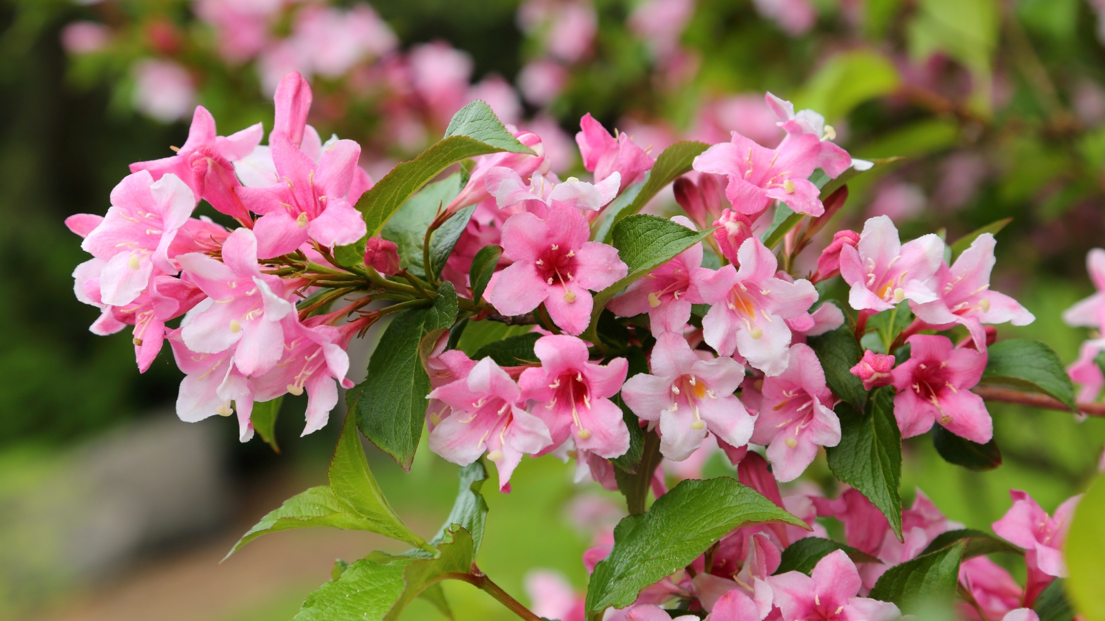 A branch of a ‘Czechmark Trilogy' weigela shrub boasts an array of pink flowers and leaves, standing out against a backdrop of blurred blossoms.