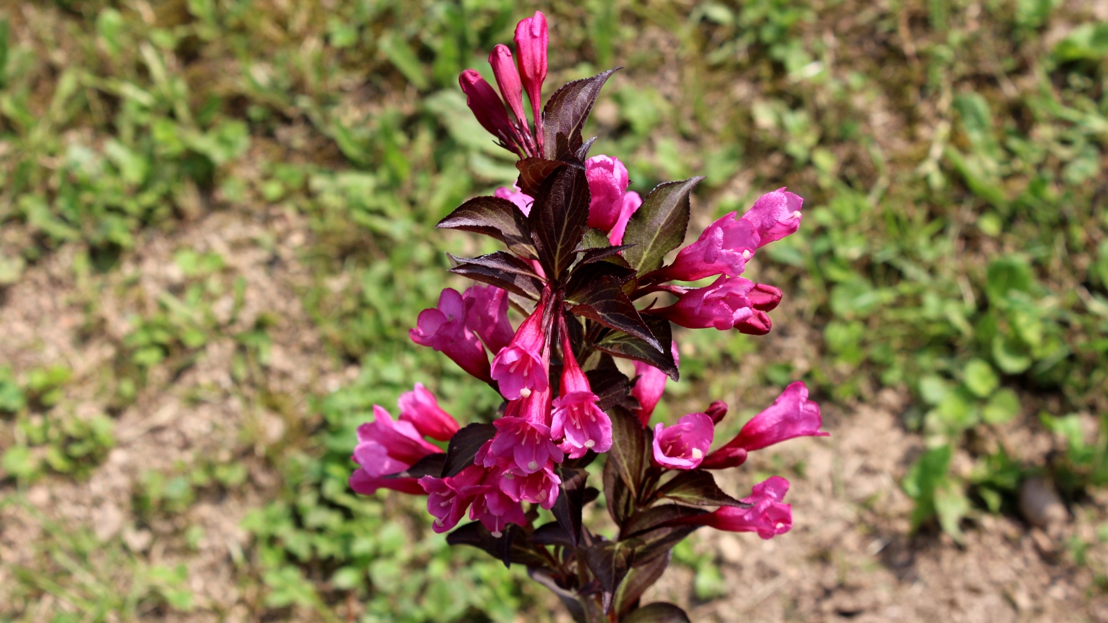 A 'Spilled Wine' weigela shrub with purple blooms and dark brown leaves, soaking in sunlight against a soft backdrop of blurred green grass.