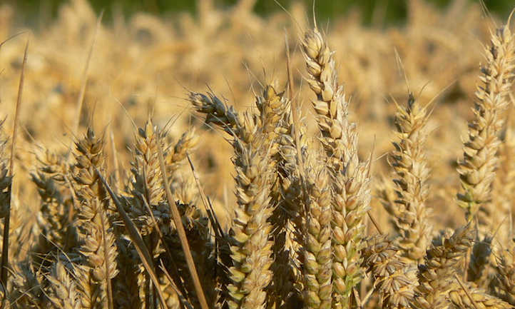 Wheat about ready to harvest