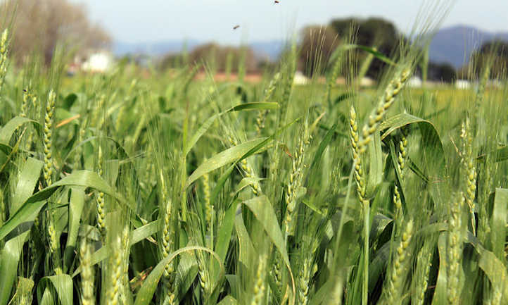 Wheat in mid season