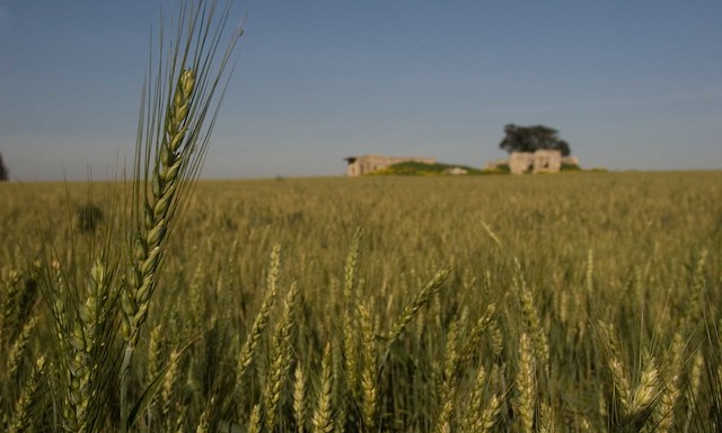 Wheat starting to yellow