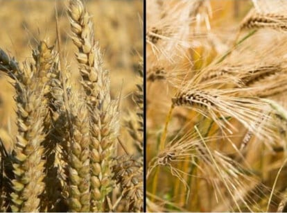 Wheat vs barley