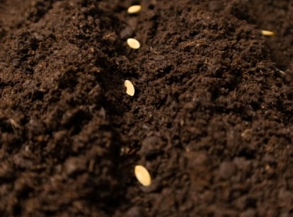 when sow cucumber. Close-up of cucumber seeds sown into soil in the garden. The seeds are small, oval-shaped, slightly oblong and flattened, and have a pale beige tint.