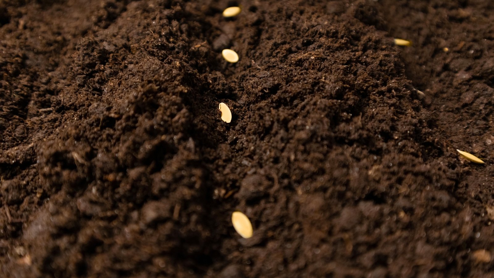 when sow cucumber. Close-up of cucumber seeds sown into soil in the garden. The seeds are small, oval-shaped, slightly oblong and flattened, and have a pale beige tint.