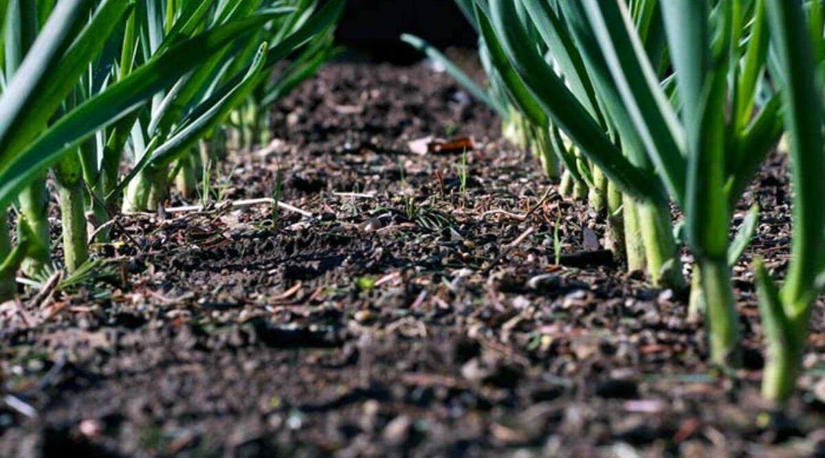 When to Harvest Garlic