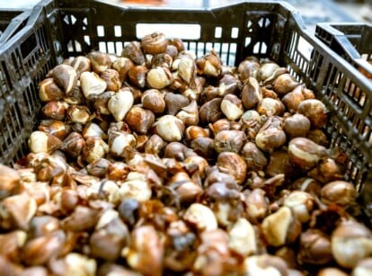 Close-up of a large black plastic storage crate half full of tulip bulbs.