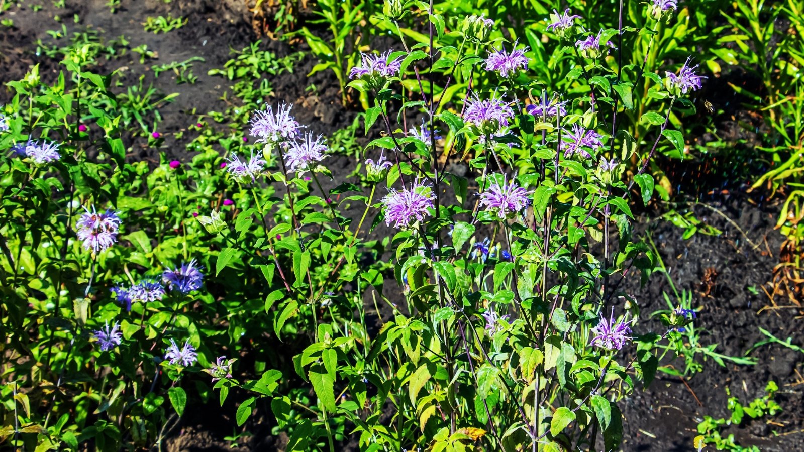 A bergamot plant thrives in the sun, its green leaves shimmering as purple flowers bloom, absorbing the radiant sunlight, creating a vibrant display of nature's beauty.