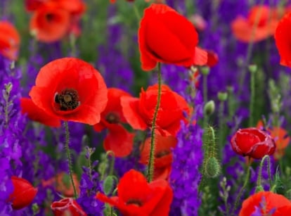 Vibrant red wild poppies sway gracefully, their delicate petals catching the soft sunlight. Amidst them, clusters of purple forking larkspur reach towards the sky, adding depth to the picturesque meadow scene.