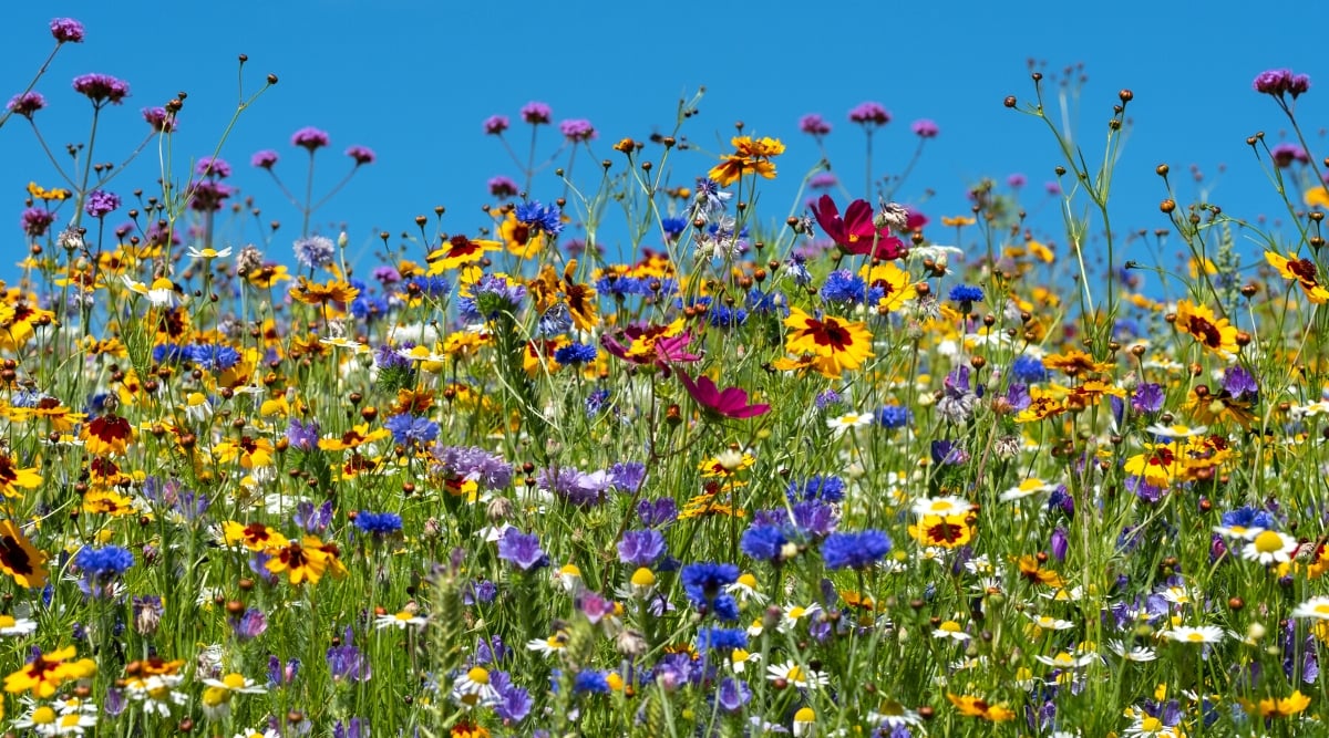 Close-up of a field with blooming wildflowers against a blue sky. White daisies, blue cornflowers, pink cosmos and Blanket flowers bloom in the garden.