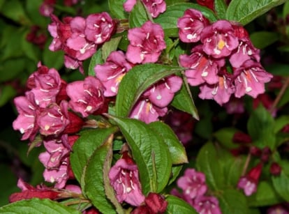 A 'Wine and Roses' weigela shrub basks in soft sunlight, showcasing its elegant allure. Its purple blooms captivate, each delicate petal adorned with intricate white stamens, creating a mesmerizing contrast against the lush foliage.