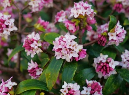 A close-up of a daphne shrub showcasing lush green leaves contrasting with delicate purple blooms, offering a harmonious blend of colors in a natural setting, evoking tranquility and botanical beauty.