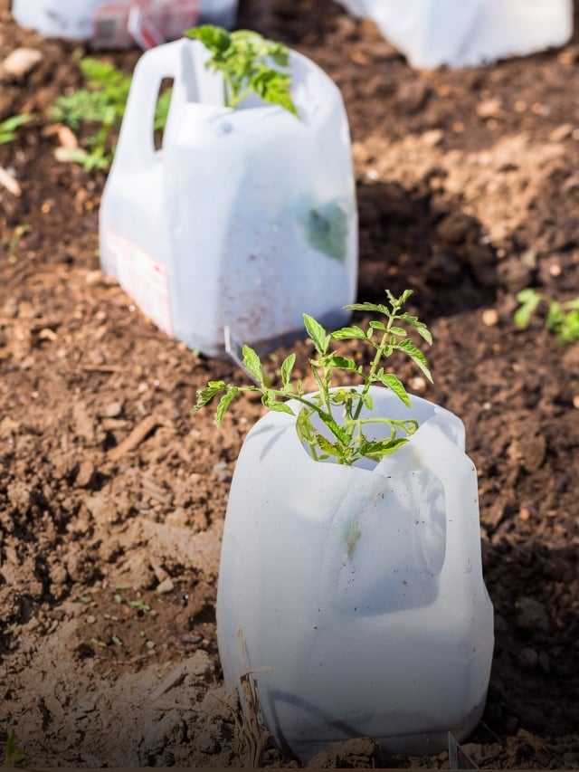 How to Winter Sow Seeds in a Milk Jug