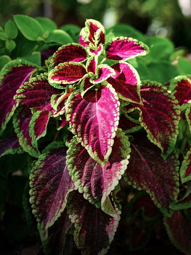 Winterize Coleus: How to Overwinter Coleus Plants