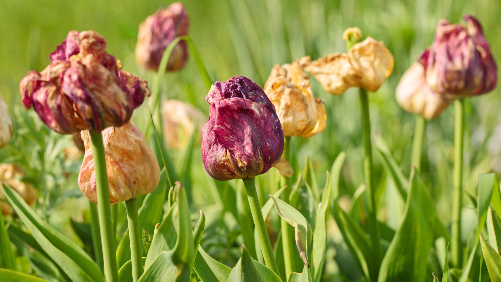 Close-up of wilted tulip flowers in a sunny garden against a backdrop of green foliage. Tulip flowers are yellow and purple with dry, withered petals.