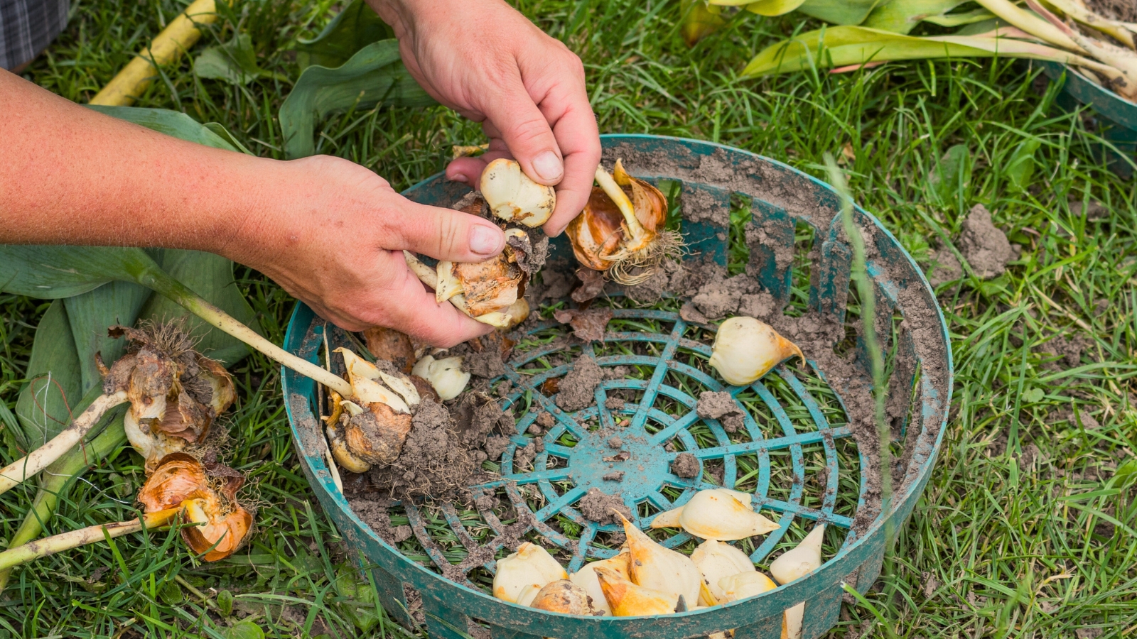 Close-up of a woman cleaning tulip bulbs in the garden. On the grass there is a dirty plastic round tray with several tulip bulbs. Tulip bulbs exhibit a distinctive appearance with their firm, rounded shape and papery outer layers.