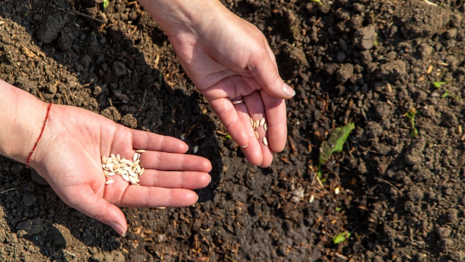 Close-up of female hands sowing cucumber seeds into the soil in a sunny garden. There are bunches of seeds in the palms. The seeds are small, oblong, slightly flattened, and creamy-beige in color.