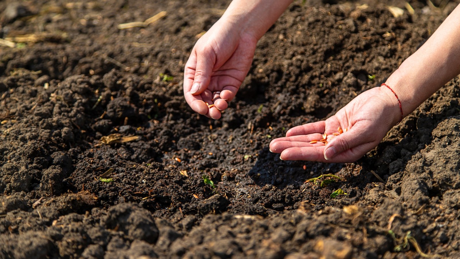 Close-up of female hands planting cucumber seeds in a sunny garden into the soil. 