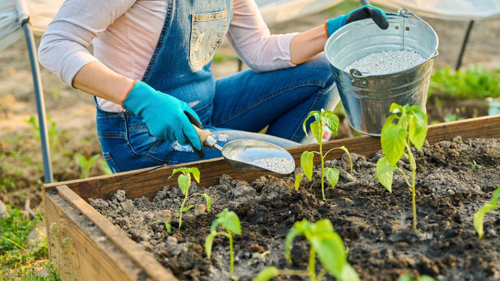 Close-up of a woman dressed in denim overalls fertilizing pepper seedlings in a raised garden bed with gray granular fertilizer.
